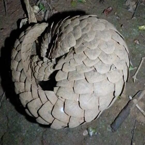 ‘अतिशय दुर्मिळ’ खवले मांजराला जीवदान