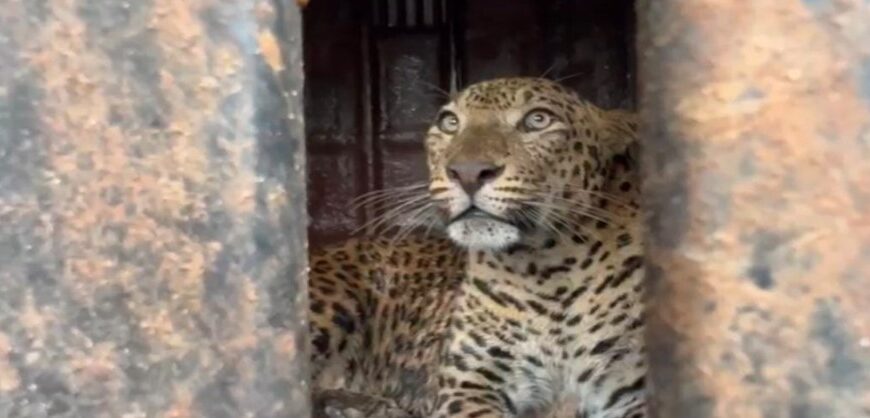 इन्सुली भिसेवाडी येथे एका विहिरीत बिबट्या पडला ; वनविभाग अधिकाऱ्यांचे बिबट्याला जीवदान