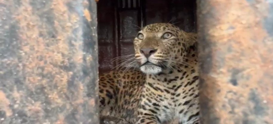 इन्सुली भिसेवाडी येथे एका विहिरीत बिबट्या पडला ; वनविभाग अधिकाऱ्यांचे बिबट्याला जीवदान