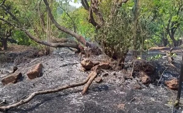 कांदळगावात शॉर्टसर्किटची ठिणगी, १६ एकर बागायतीला भस्मसात