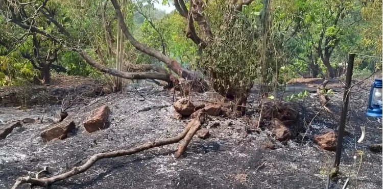 कांदळगावात शॉर्टसर्किटची ठिणगी, १६ एकर बागायतीला भस्मसात