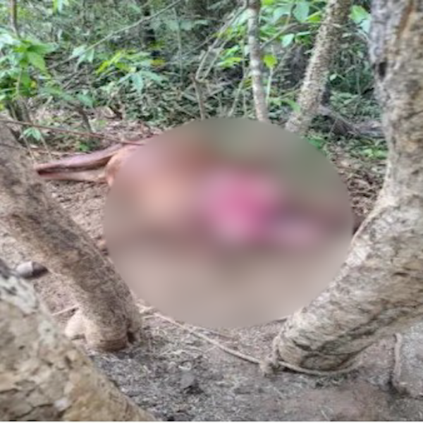 नेरूरमध्ये बिबट्याचा थरारक हल्ला; शेतकऱ्याचा बैल ठार