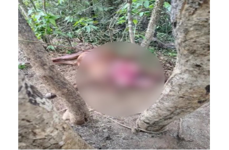 नेरूरमध्ये बिबट्याचा थरारक हल्ला; शेतकऱ्याचा बैल ठार