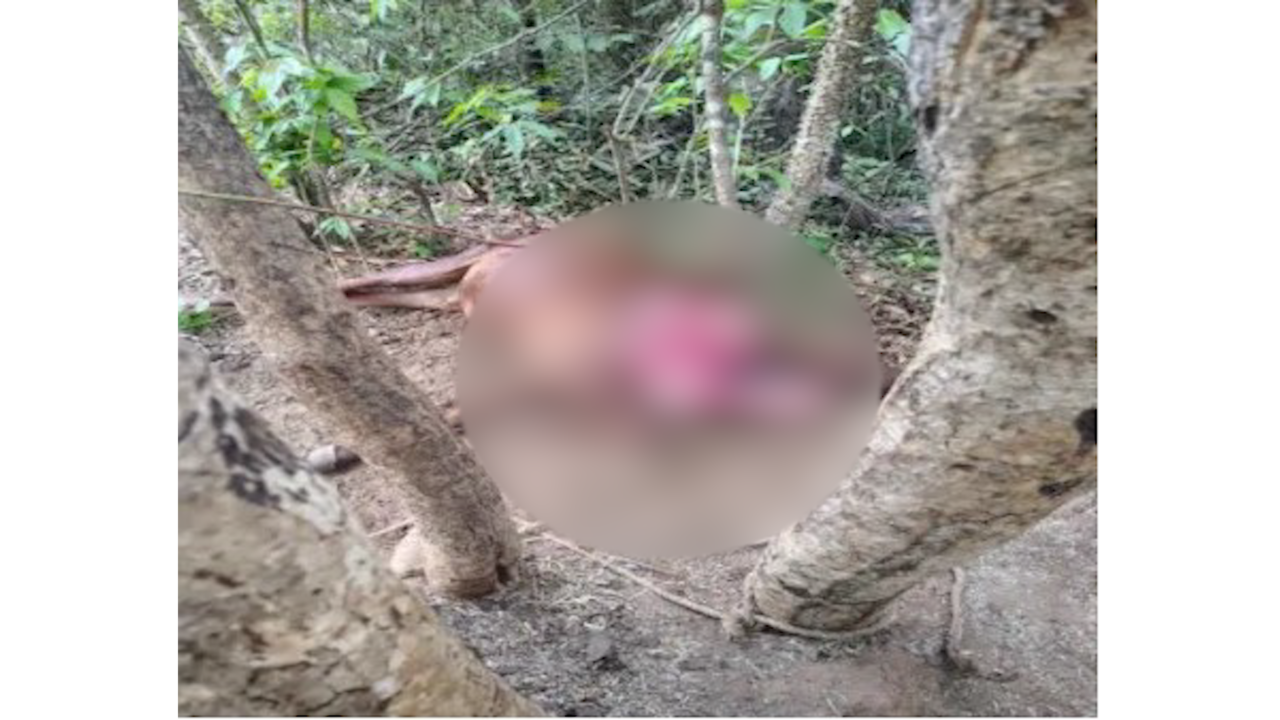 नेरूरमध्ये बिबट्याचा थरारक हल्ला; शेतकऱ्याचा बैल ठार