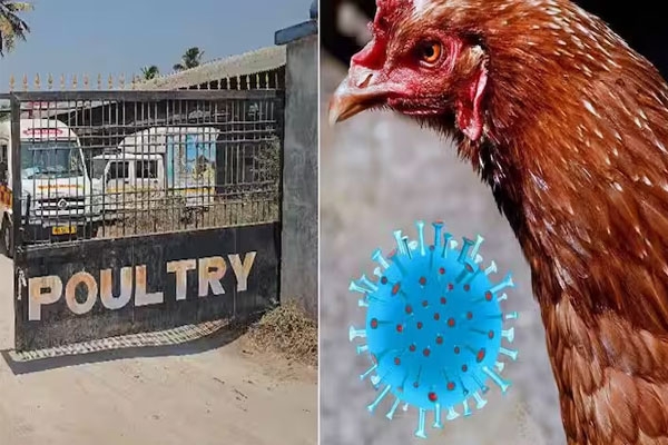 राज्यात बर्ड फ्लूचा कहर! 4 लाख कोंबड्या, 21 हजार अंडी नष्ट