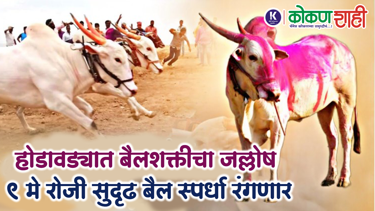 होडावड्यात बैलशक्तीचा जल्लोष; ९ मे रोजी सुदृढ बैल स्पर्धा रंगणार