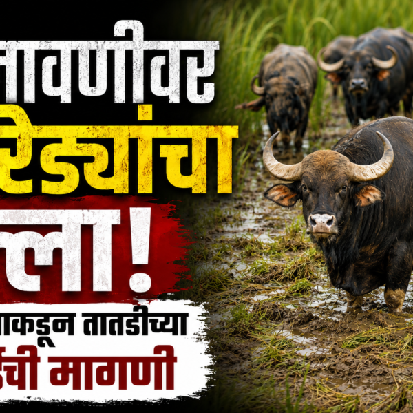 🌾 भातलावणीवर गवारेड्यांचा हल्ला; वन विभागाकडून तातडीच्या कारवाईची मागणी