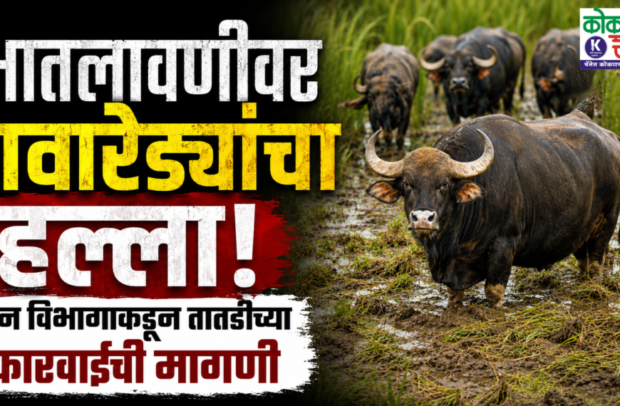 🌾 भातलावणीवर गवारेड्यांचा हल्ला; वन विभागाकडून तातडीच्या कारवाईची मागणी