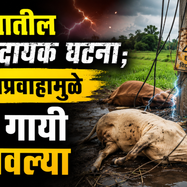 ⚡ मेढ्यातील धक्कादायक घटना; विद्युतप्रवाहामुळे दोन गायी दगावल्या