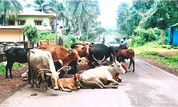 🐄 रस्त्यावर गुरांचे साम्राज्य! सातार्ड्यात जीव धोक्यात, प्रशासनाचे लक्ष कधी?