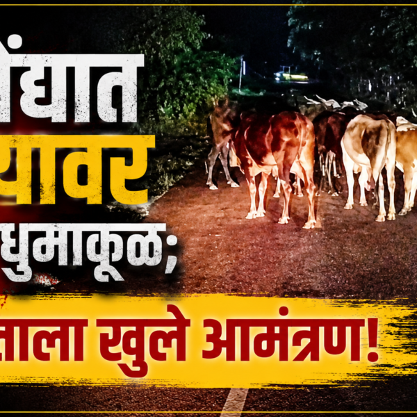 आरोंद्यात रस्त्यावर गुरांचा धुमाकूळ; अपघाताला खुले आमंत्रण!