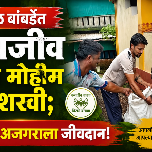 🚨 वेताळ बांबर्डेत वन्यजीव बचाव मोहीम यशस्वी; ९ फुटी अजगराला जीवदान!