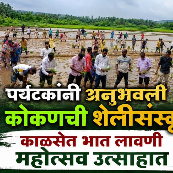 🌾 पर्यटकांनी अनुभवली कोकणची शेतीसंस्कृती; काळसेत भात लावणी महोत्सव उत्साहात