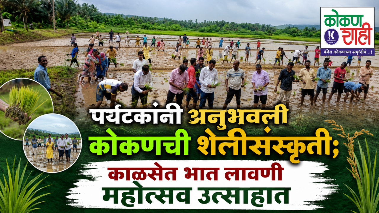 🌾 पर्यटकांनी अनुभवली कोकणची शेतीसंस्कृती; काळसेत भात लावणी महोत्सव उत्साहात