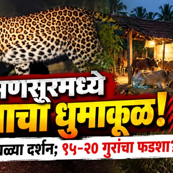 अणसूरमध्ये वाघाचा धुमाकूळ! दिवसाढवळ्या दर्शन; १५-२० गुरांचा फडशा?