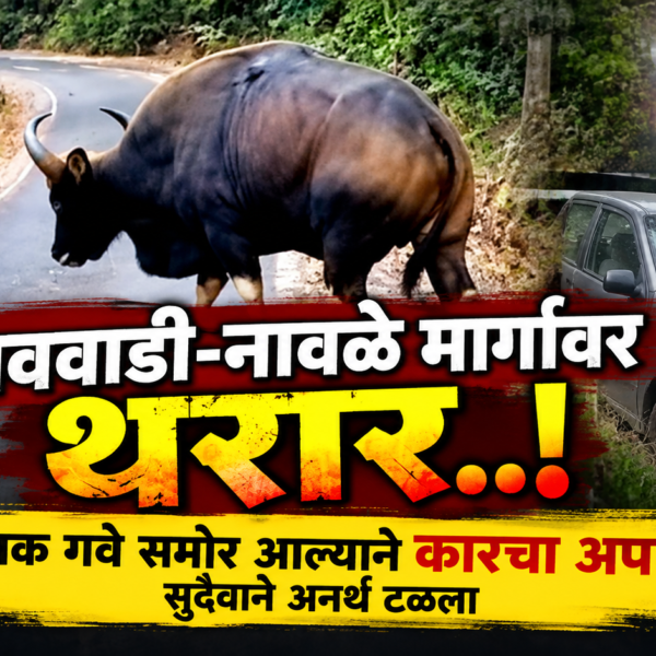 वैभववाडी-नावळे मार्गावर थरार; अचानक गवे समोर आल्याने कारचा अपघात, सुदैवाने अनर्थ टळला