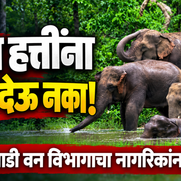 वन्य हत्तींना खाद्य देऊ नका! सावंतवाडी वन विभागाचा नागरिकांना इशारा