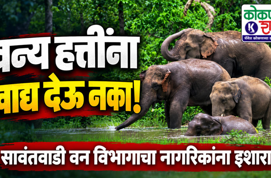 वन्य हत्तींना खाद्य देऊ नका! सावंतवाडी वन विभागाचा नागरिकांना इशारा